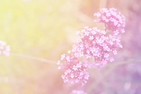 Flor violeta no jardim — Fotografia de Stock