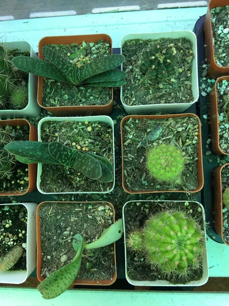 Cactus en maceta — Foto de Stock