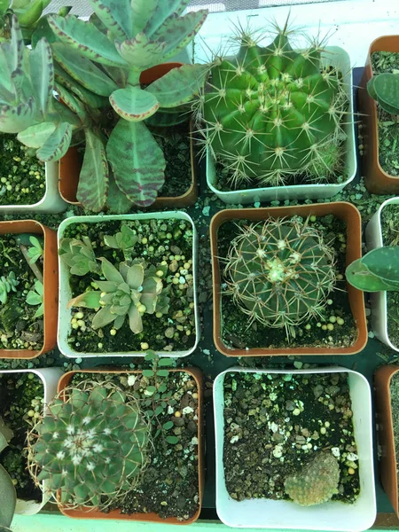 Cactus en maceta — Foto de Stock