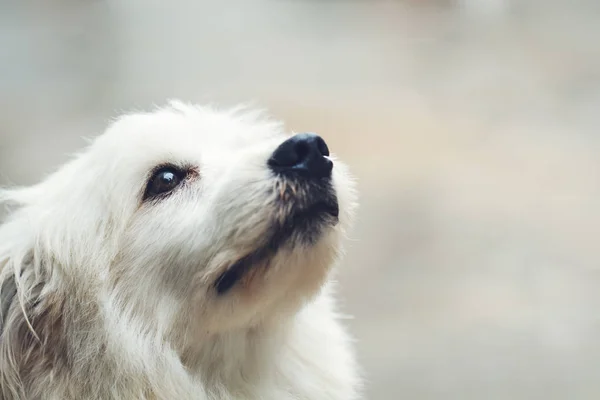 Hund ensam ensam — Stockfoto