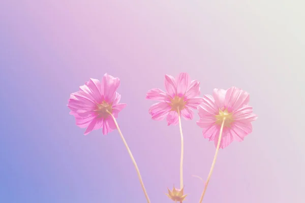 Cosmos fleurs de beauté — Photo