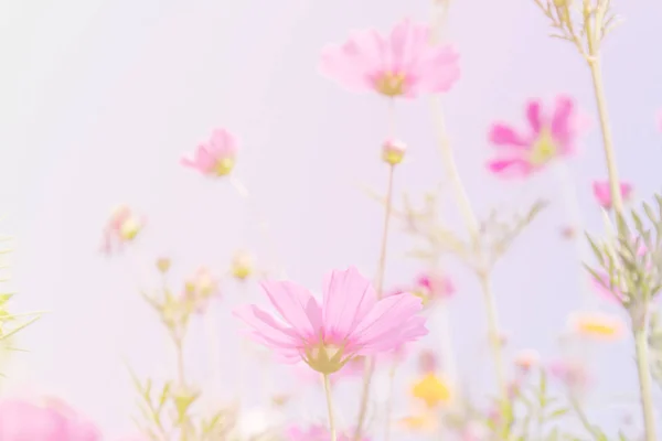 Cosmos flores de beleza — Fotografia de Stock