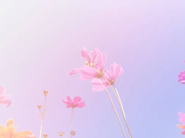 Kozmosz szépségét virágok — Stock Fotó