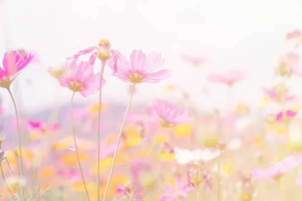 Cosmos flores de beleza — Fotografia de Stock