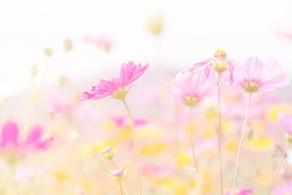 Kozmosz szépségét virágok — Stock Fotó
