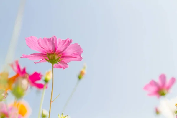 Cosmos flores de beleza — Fotografia de Stock