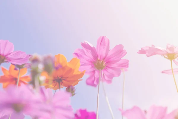 Cosmos flores de beleza — Fotografia de Stock