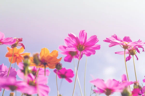 Cosmos flores de beleza — Fotografia de Stock