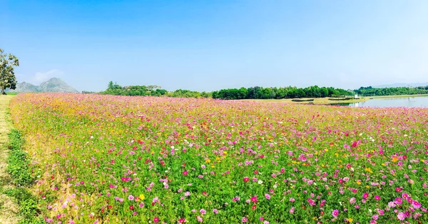 Cosmos flores campo paisagem — Fotografia de Stock