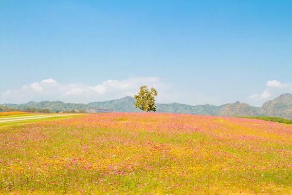Kosmos blommor fält landskap — Stockfoto