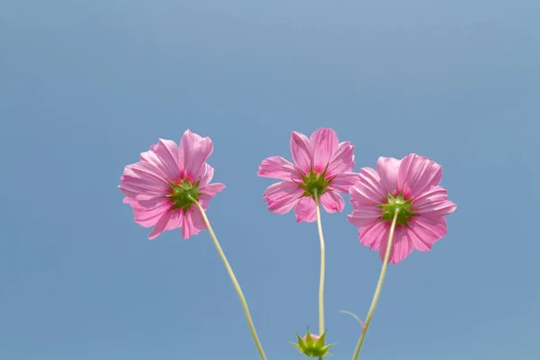 Cosmos flores de beleza — Fotografia de Stock
