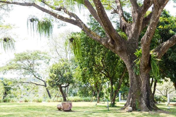 Eski büyük ağaç — Stok fotoğraf