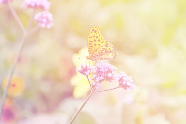 Fleur essaim de papillons Photos De Stock Libres De Droits