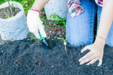Dünya Günü konsepti