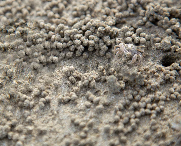 Cangrejo fantasma en la playa —  Fotos de Stock