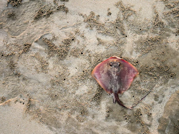 Stingray sahilde ölümdür.. — Stok fotoğraf