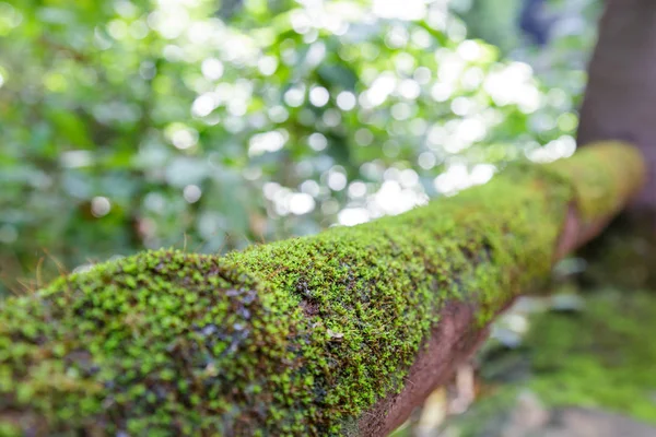 Mos op hout in het bos — Stockfoto