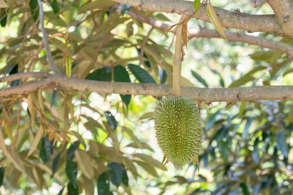 Árvore duriana no jardim — Fotografia de Stock