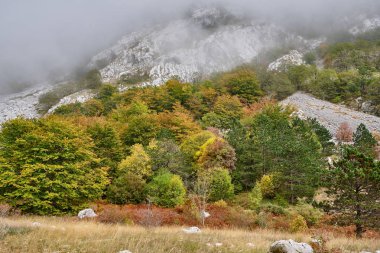 Dağlardaki sonbahar ormanı sisle örtülü.