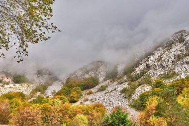 Dağlardaki sonbahar ormanı sisle örtülü.