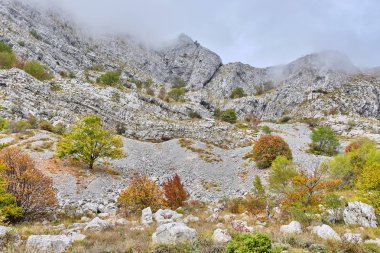 Dağlardaki sonbahar ormanı sisle örtülü.