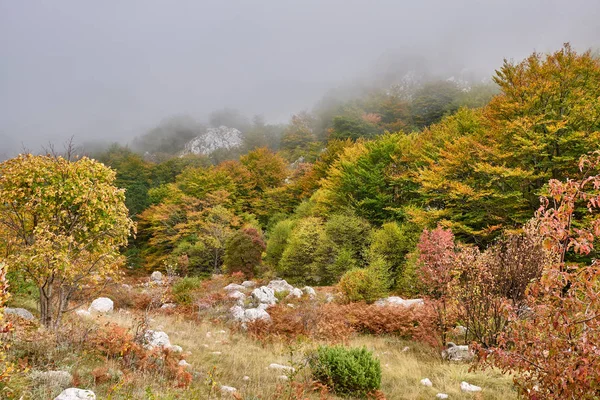 Dağlardaki sonbahar ormanı sisle örtülü.