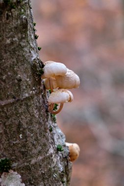 mystical mushrooms on the tree trunk