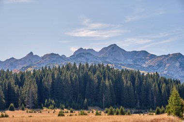Dağların arka planına karşı ladin ormanının manzarası