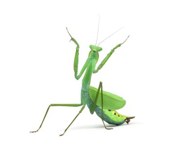 Erkek beyaz izole peygamber devesi - Macromantis ovalifolia,