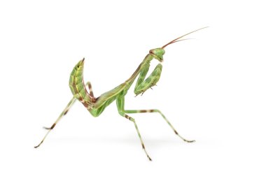 Erkek Afrika Pinstripe Mantis - Miomantis binotata