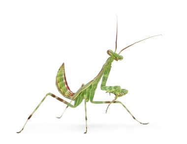Erkek Afrika Pinstripe Mantis - Miomantis binotata