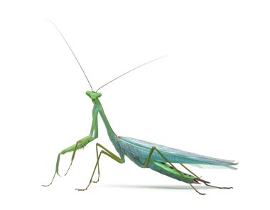 Erkek beyaz izole peygamber devesi - Macromantis ovalifolia,