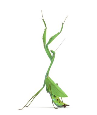 Male praying mantis - Macromantis ovalifolia, isolated on white clipart