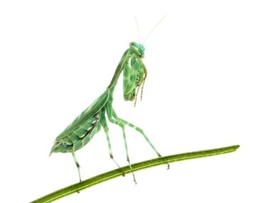 Dua eden peygamber devesi - bir bıçak çimen Miomantis binotata