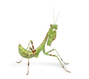 Erkek Afrika Pinstripe Mantis - Miomantis binotata