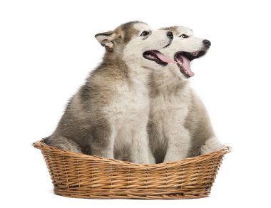 Alaskan Malamute yavru ağzı açık bir sepet içinde oturan