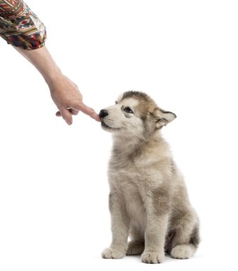 Alaskan Malamute köpek yavrusu üzerinde beyaz izole bir parmak emme