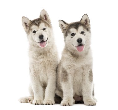 Alaskan Malamute köpekler oturma ve nefes nefese beyaz izole