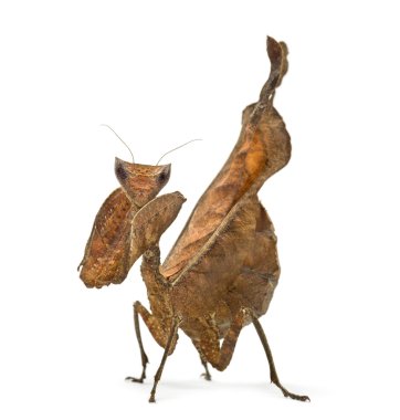 ölü yaprak mantises - Acanthops Sp - beyaz izole