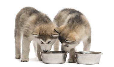 Alaskan Malamute köpekler izole üzerinde beyaz içme