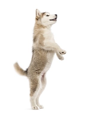 Arka ayakları üzerinde beyaz izole Alaskan Malamute köpeklerine