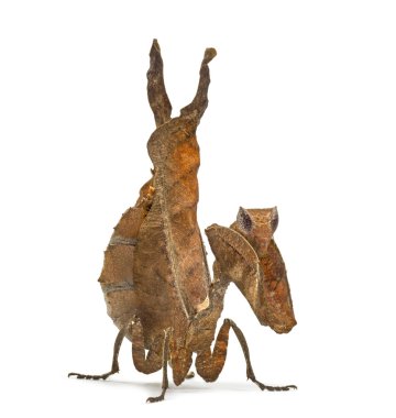 ölü yaprak mantises - Acanthops Sp - beyaz izole