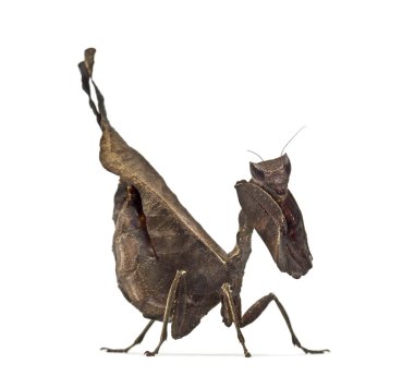 ölü yaprak mantises - Acanthops Sp - beyaz izole