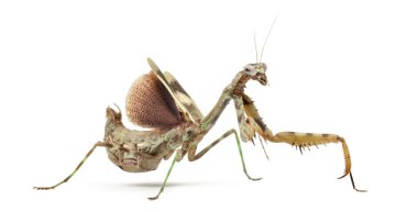 kadın Parasphendale affinis