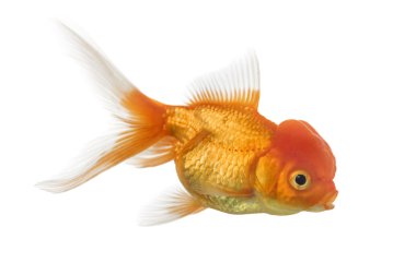 Bir aslanın baş goldfish beyaz izole yan görünüm