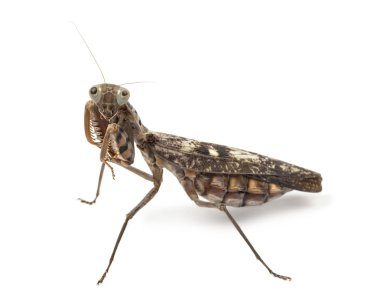 Yaşlı ve kör kadın üzerinde beyaz izole peygamber devesi