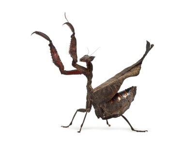 ölü yaprak mantises - Acanthops Sp - beyaz izole