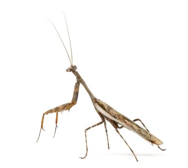 Erkek peygamber devesi - Parasphendale affinis