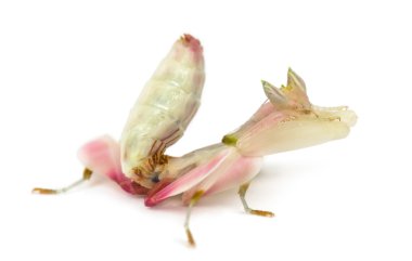 Beyaz izole kadın dua eden peygamber devesi, orkide mantis