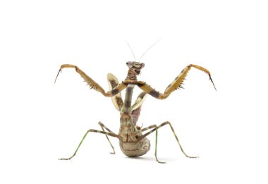 kadın Parasphendale affinis